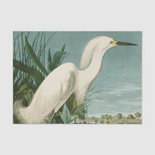 Audubon Snowy Heron White Egret Bird Birding Tissue Paper