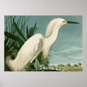 Audubon Snowy Heron White Egret Bird Poster