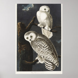 Audubon Snowy Owl Bird Artwork Poster