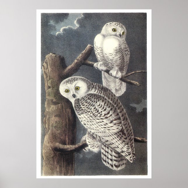 Audubon Snowy Owls Poster or Print (Front)