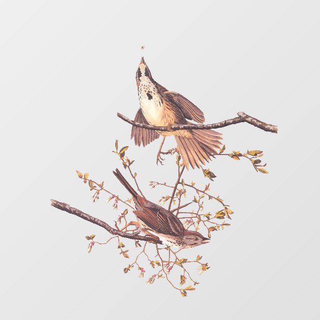 Audubon Song Sparrow with Tiny Spider (Sheet)