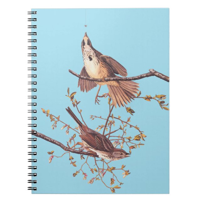 Audubon Song Sparrow with Tiny Spider Notebook (Front)