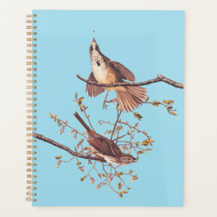 Audubon Song Sparrow with Tiny Spider Planner