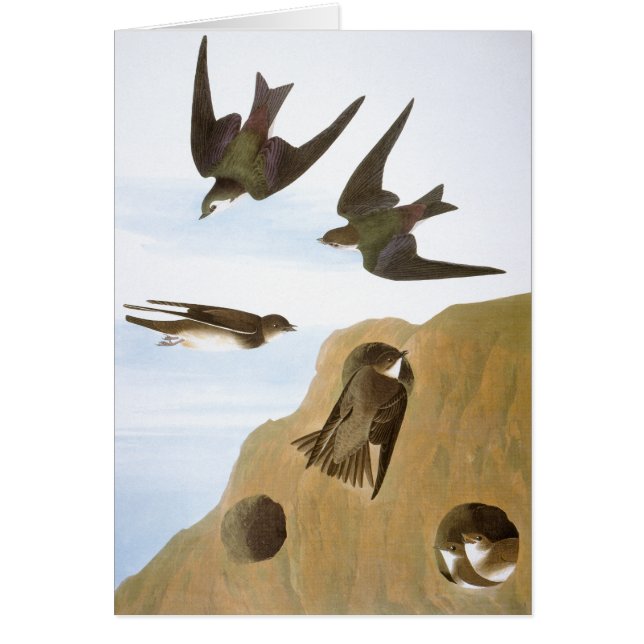 Audubon: Swallows (Front)