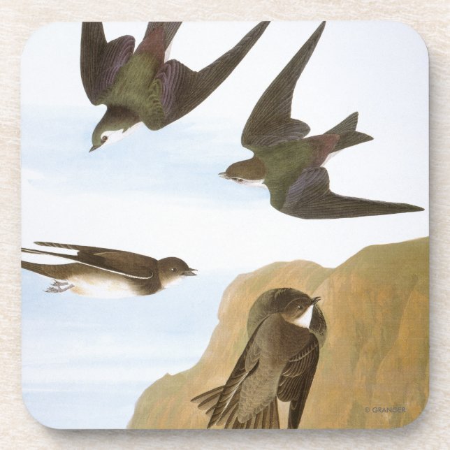 Audubon: Swallows Coaster (Front)