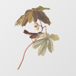 Audubon Swamp Sparrow Bird on Wild Mandrake