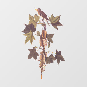 Audubon Traill's Flycatcher Songbird