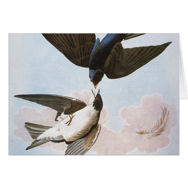 Audubon: Tree Swallow (Front Horizontal)
