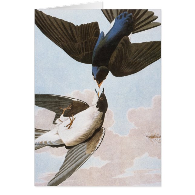 Audubon: Tree Swallow (Front)