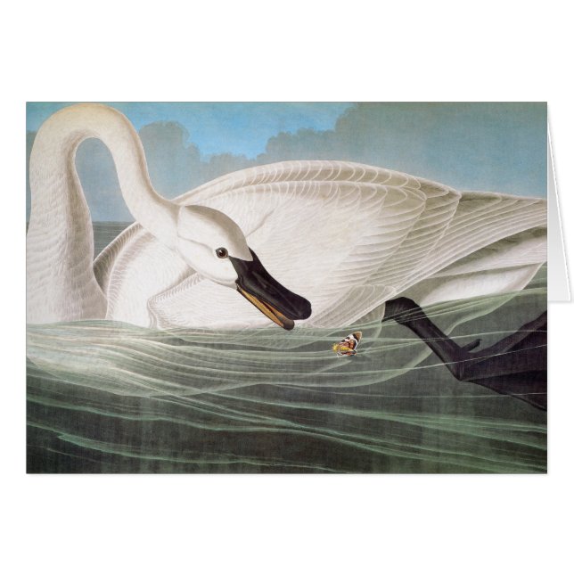 Audubon: Trumpeter Swan (Front Horizontal)