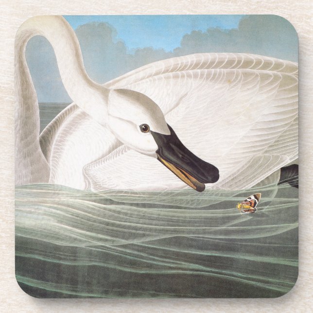 Audubon: Trumpeter Swan Coaster (Front)