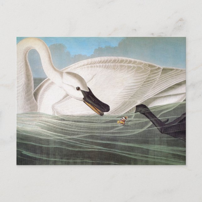 Audubon: Trumpeter Swan Postcard (Front)