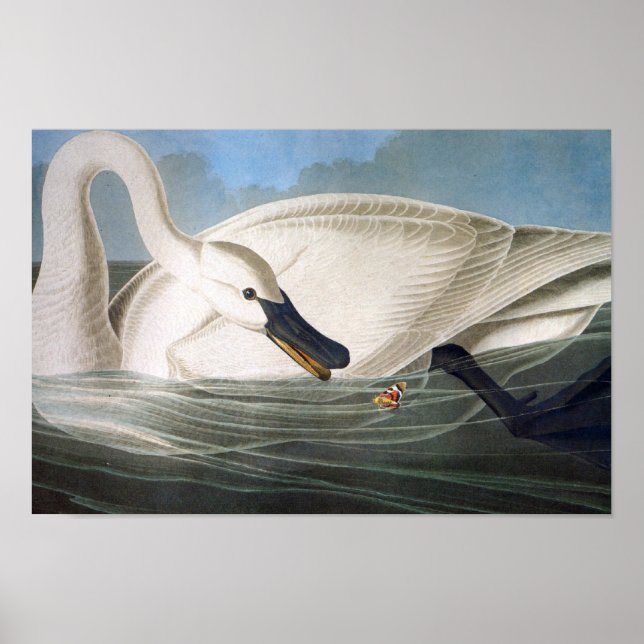 Audubon Trumpeter Swan Print (Front)