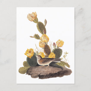 Audubon Vesper Sparrow and Prickly Pear Cactus Postcard