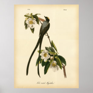 Audubon Vintage Floral Bird Fork-tailed Flycatcher Poster