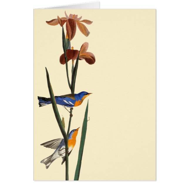 Audubon: Warbler (Front)