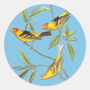 Audubon Western Tanager Bird Art Stickers