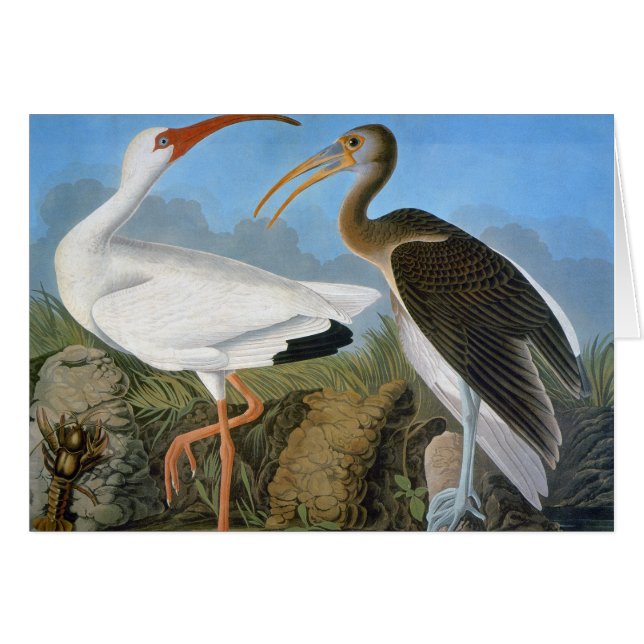 Audubon: White Ibis (Front Horizontal)