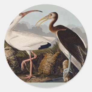 Audubon White Ibis Bird Wildlife Classic Round Sticker