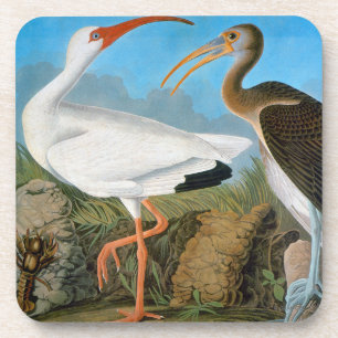 Audubon: White Ibis Coaster