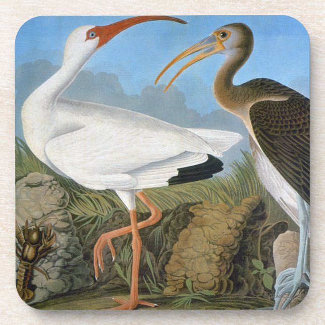 Audubon: White Ibis Coaster (Front)