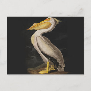 Audubon White Pelican Bird America Postcard