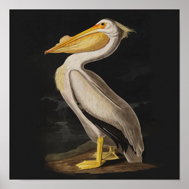 Audubon White Pelican Bird America Poster (Front)