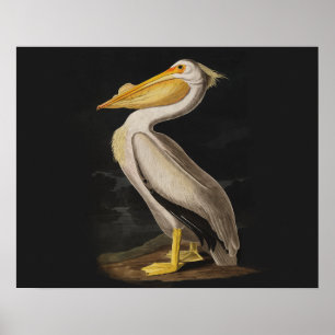 Audubon White Pelican Bird Vintage Print