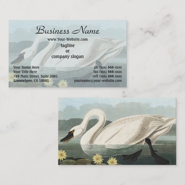 Audubon White Swan Waterfowl Painting Business Card (Front/Back)