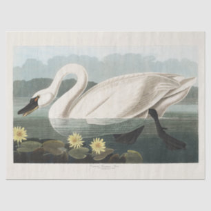 Audubon White Swan Waterfowl Painting Tissue Paper