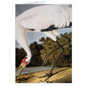 Audubon: Whooping Crane