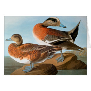 Audubon: Wigeon