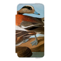Audubon: Wigeon