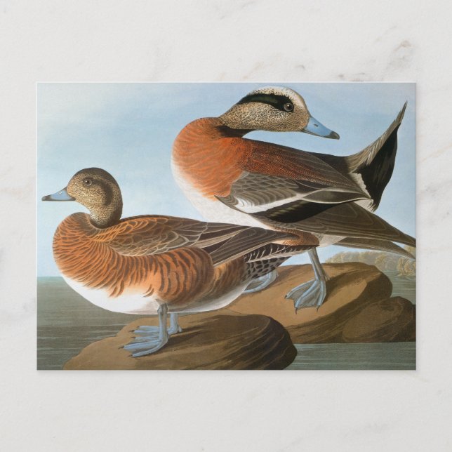 Audubon: Wigeon Postcard (Front)