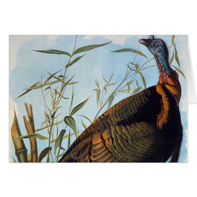 Audubon: Wild Turkey (Front Horizontal)