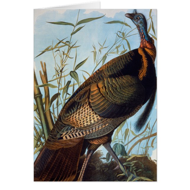 Audubon: Wild Turkey (Front)