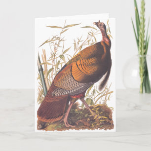 Audubon Wild Turkey Card