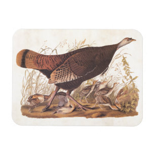 Audubon Wild Turkey Hen and Chicks in Autumn Magnet