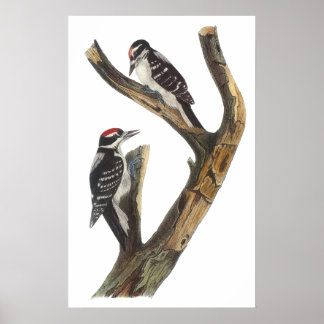 Audubon Woodpecker Poster