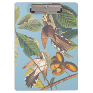Audubon Yellow Billed Cuckoo Clipboard
