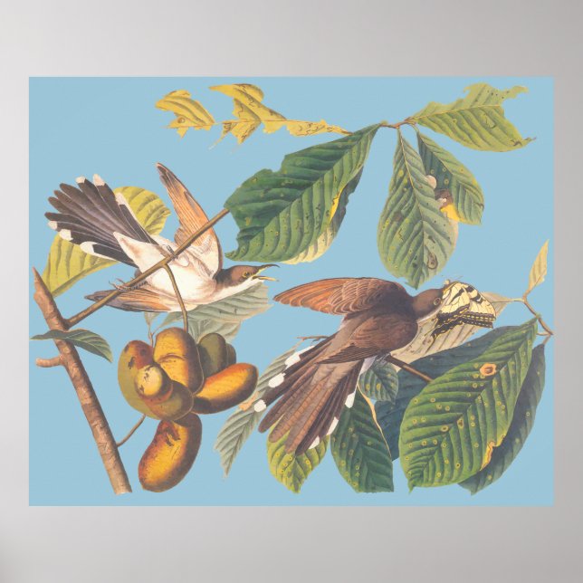 Audubon Yellow Billed Cuckoo Poster (Front)