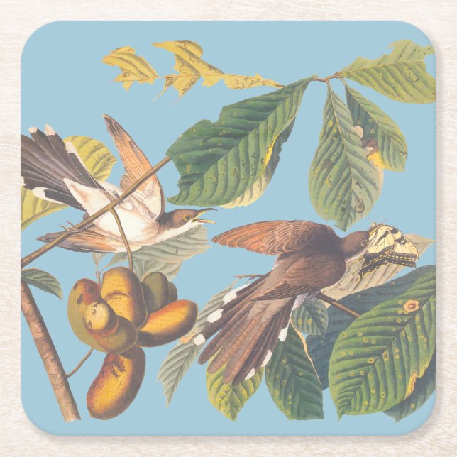 Audubon Yellow Billed Cuckoo Square Paper Coaster (Front)