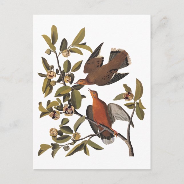 Audubon Zenaida Dove with Flowers Postcard (Front)