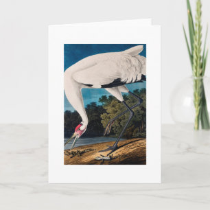 Audubon's American Hooping Crane Card