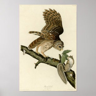 Audubon's Barred Owl Poster
