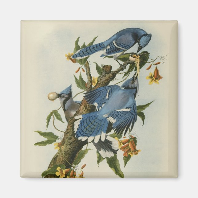 Audubon's Blue Jays Magnet (Front)