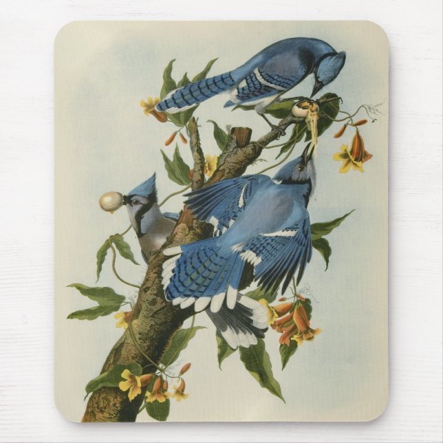 Audubon's Blue Jays Mouse Pad (Front)