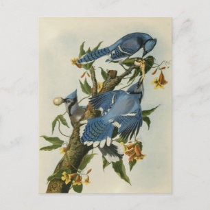 Audubon's Blue Jays Postcard