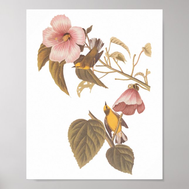 Audubon's Blue-Winged Yellow Warbler Song Birds Poster (Front)