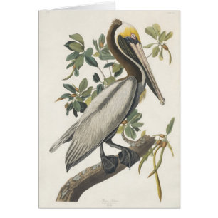Audubon's Brown Pelican